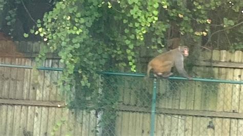 Popeyes employee spots monkey roaming in Orlando